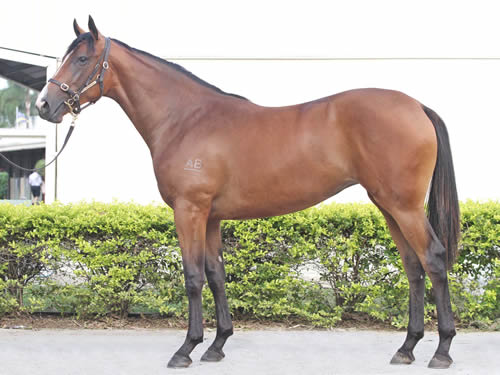 FASTNET ROCK/COCO SOVELDA FILLY